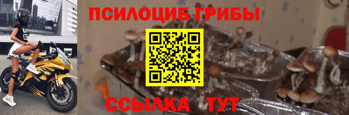 Псилоцибиновые грибы ЛСД Альметьевск